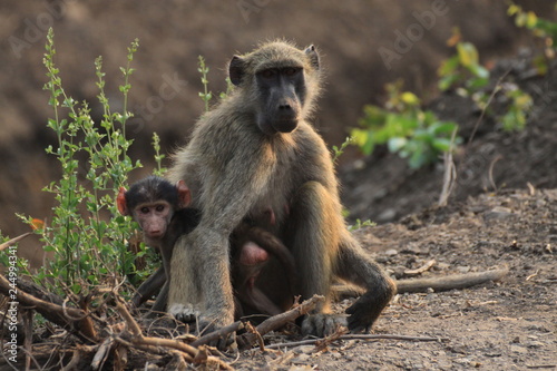 samica i młode małpy siedzące na trawie w naturalnych warunkach © KOLA  STUDIO