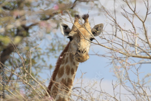 głowa żyrafy wystająca spomiędzy gałęzi akacji © KOLA  STUDIO
