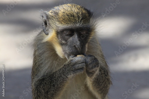 portret małpki jedzącej orzech © KOLA  STUDIO