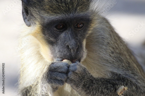 portret małpki jedzącej orzech © KOLA  STUDIO