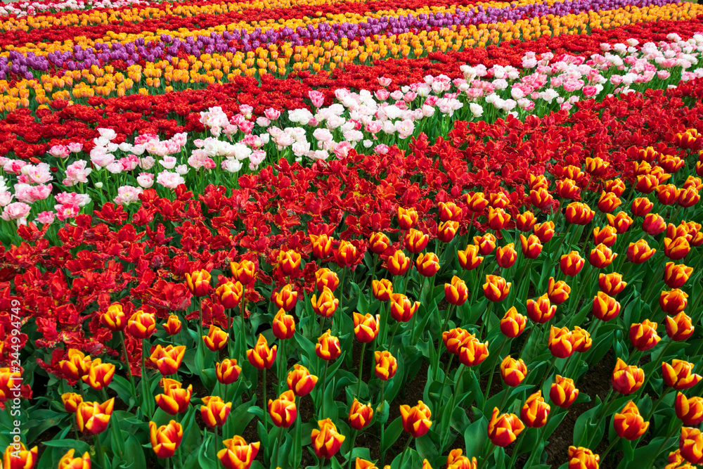 Multicolored Tulips Field