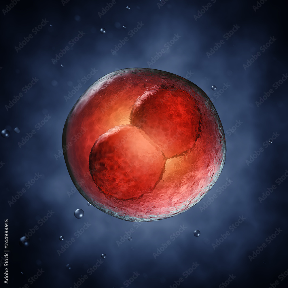 Two-cell embryo, Embryonic development Stock Illustration | Adobe Stock