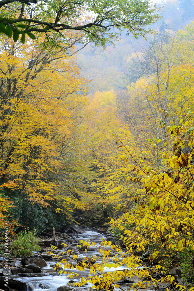 Small stream in the Smokies surrounded with fall leaves. Small stream in the Smokies surrounded with fall leaves.