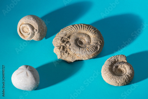 fossils on blue