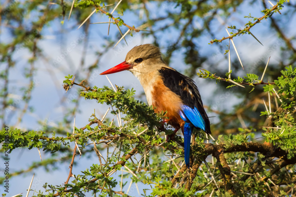 Fototapeta premium Grey-headed Kingfisher on an acacia branch in Samburu Park