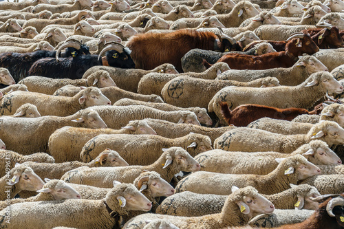 MADRID, SPAIN, October 21, 2018 Calle Alcalá. Festival of transhumance 2018. Flock of sheep.