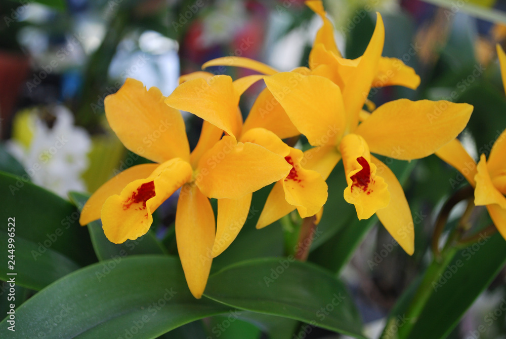 Orchid Spathoglottis pubescens flower. Decorative plants for gardening and greenhouse. Orchid Spathoglottis pubescens flower. Decorative plants for gardening and greenhouse.