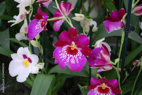 Orchid Red Tide Miltonia flower. Decorative plants for gardening and greenhouse.