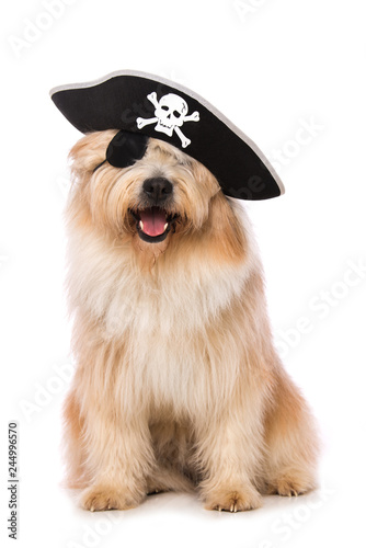 Fototapeta Naklejka Na Ścianę i Meble -  Adult elo dog disguised as a pirate on white background