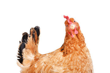 Portrait of a funny chicken, side view, isolated on white background
