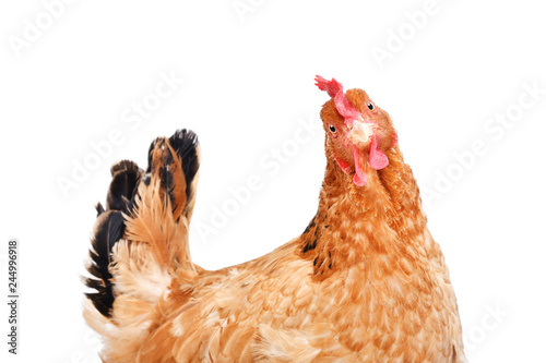 Portrait of a funny chicken, side view, isolated on white background