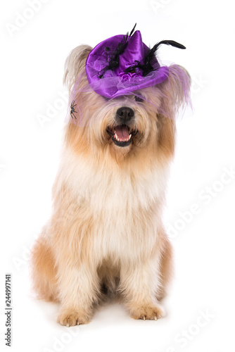 Fototapeta Naklejka Na Ścianę i Meble -  Adult elo dog with purple witch hat on white background