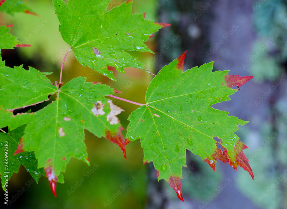 Close up leaves with changing colors in a Smoky Mountains fall. Close up leaves with changing colors in a Smoky Mountains fall.