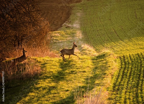 ...Frühlingssprung zweier Rehe im Frühling zur Paarungszeit