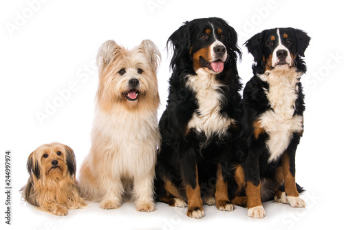 Four dogs isolated on white background © DoraZett