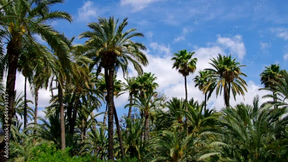Elche El Palmeral Palmenhain, Costa Blanca Elche El Palmeral Palmenhain, Costa Blanca