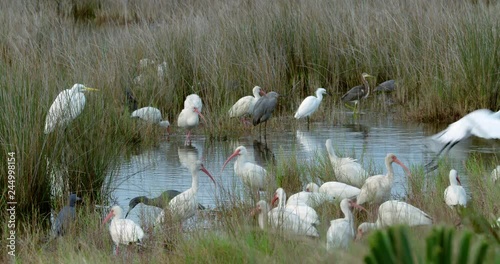 Amazing shot of dozes of birds and bird species all gathered together at a watering hole in the Florida Everglades wetlands