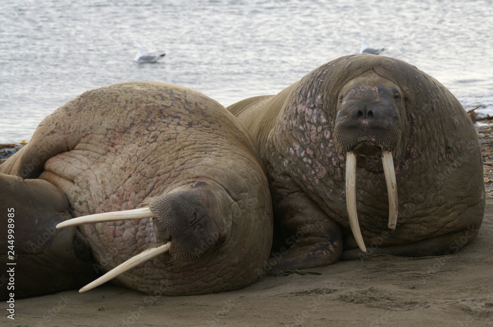 opasłe morsy leżące ciasno obok siebie na plaży spitsbergen