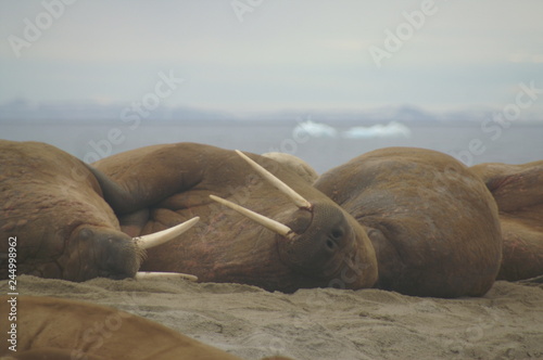 trzy opasłe morsy leżące ciasno obok siebie na plaży spitsbergen