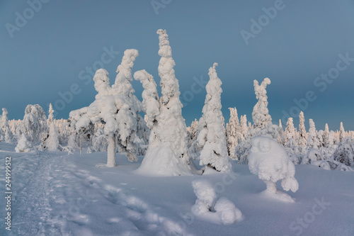 Winter landscape with tykky snow covered trees in winter forest.