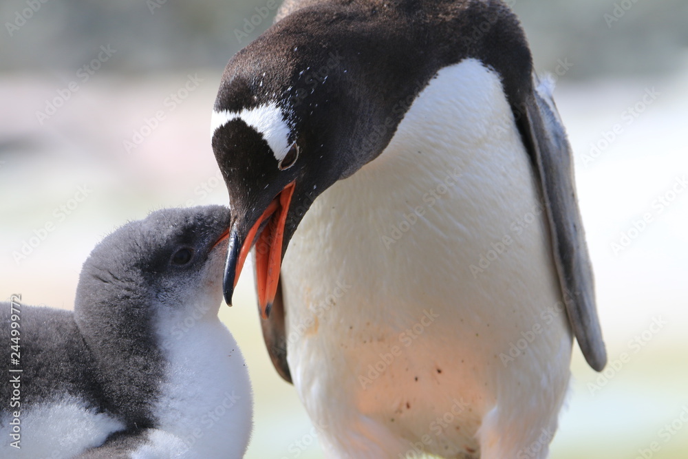 Naklejka premium samica pingwina karmiąca młode