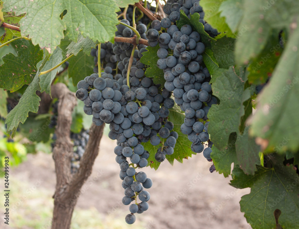 Grapes waiting to be harvested in a vineyard in Mexico City to make red wine