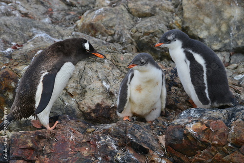 pingwin i młode stojące na skałach z bliska