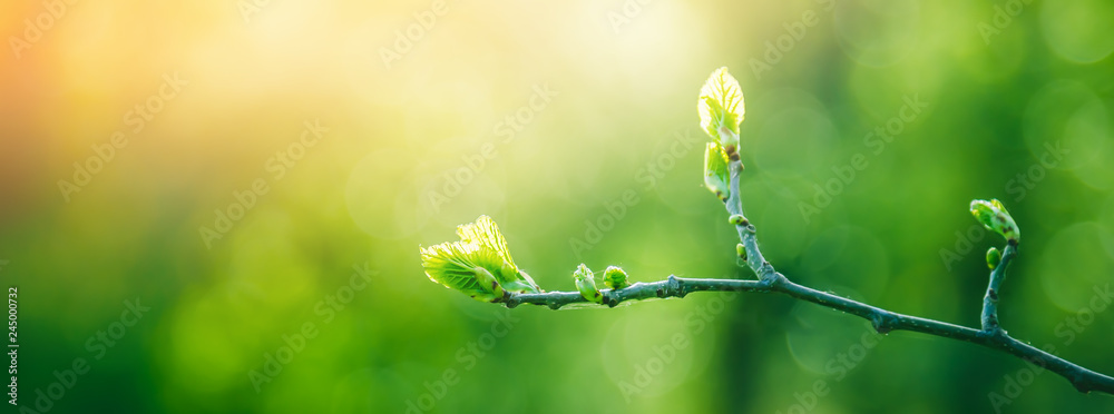 Fresh young green leaves of twig tree growing in spring. Beautiful green leaf nature outdoor background with copy space - obrazy, fototapety, plakaty 