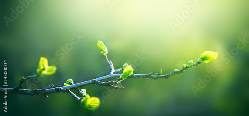 Fresh young green leaves of twig tree growing in spring. Beautiful leaf natural background with copy space, panorama