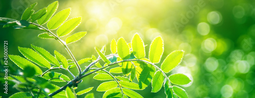 Fresh young green leaves of plant growing in spring. Beautiful green leaf nature outdoor background with copy space