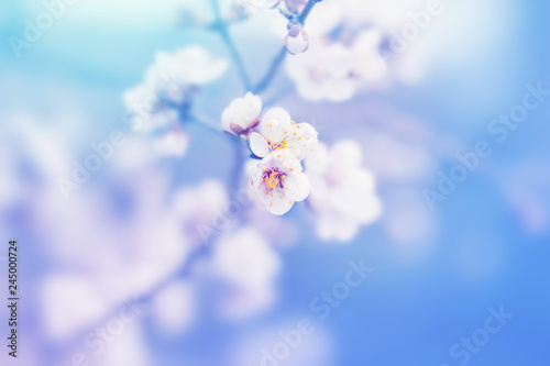 Tender white flowers of tree blossom in spring nature. Floral pastel blue beautiful background. Flowering seasonal plant, macro