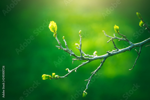 Fresh young green leaves of twig tree growing in spring. Beautiful green leaf nature outdoor background with copy space