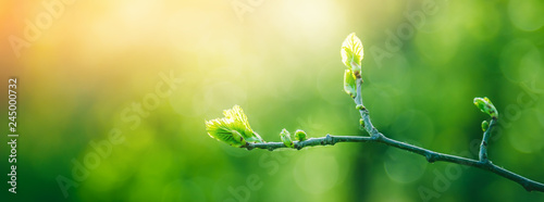 Fresh young green leaves of twig tree growing in spring. Beautiful green leaf nature outdoor background with copy space