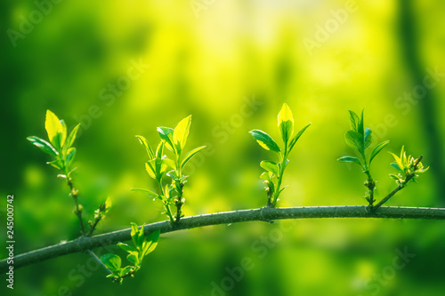 Valokuva Fresh young green leaves of twig growing in spring
