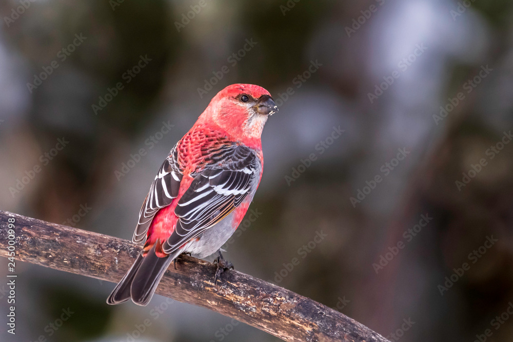 Pine Grosbeak Pine Grosbeak