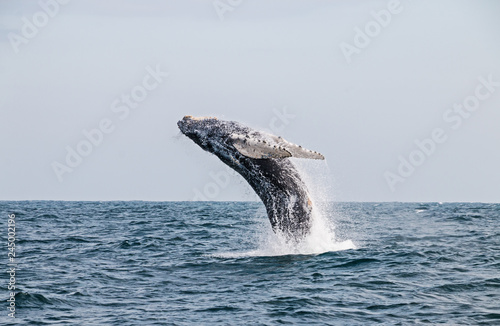 Humpback whale jumping in the peruvian Pacific Ocean. Second stretch