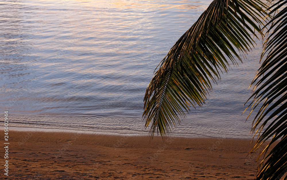 Golden sunlight on beach and palm tree, Madagascar