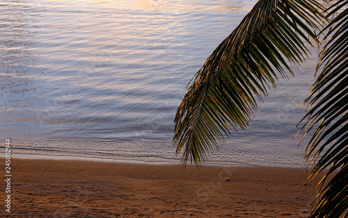 Golden sunlight on beach and palm tree  Madagascar