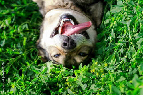 cute dog lying on green grass in spring Sunny meadow funny sticking out his tongue and rolling his eyes