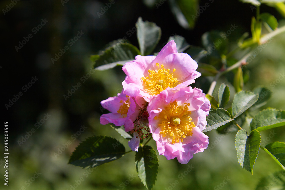Dogrose / Beautiful flowers of a dogrose bloom in a garden in the spring