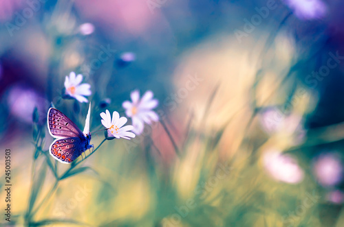 beautiful natural background with delicate white flowers on a green summer gl...