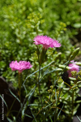 Carnation pink on a green grassy background in sunny day. Caryophyllaceae family. Dianthus plumarius. Carnation Hungarian. small pink carnation flowers - Caryophyllaceae Dianthus plumarius