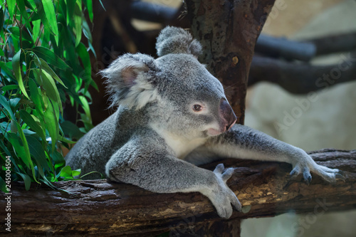 Fototapeta Naklejka Na Ścianę i Meble -  Queensland koala (Phascolarctos cinereus adustus)