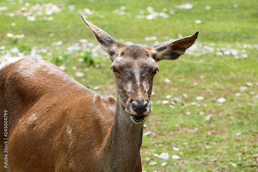 Roe deer in a zoo. Female deer. Capreolus capreolus. Roe deer in a zoo. Female deer. Capreolus capreolus.