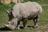Southern white rhinoceros (Ceratotherium simum).