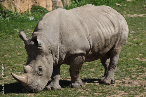 Southern white rhinoceros  Ceratotherium simum .