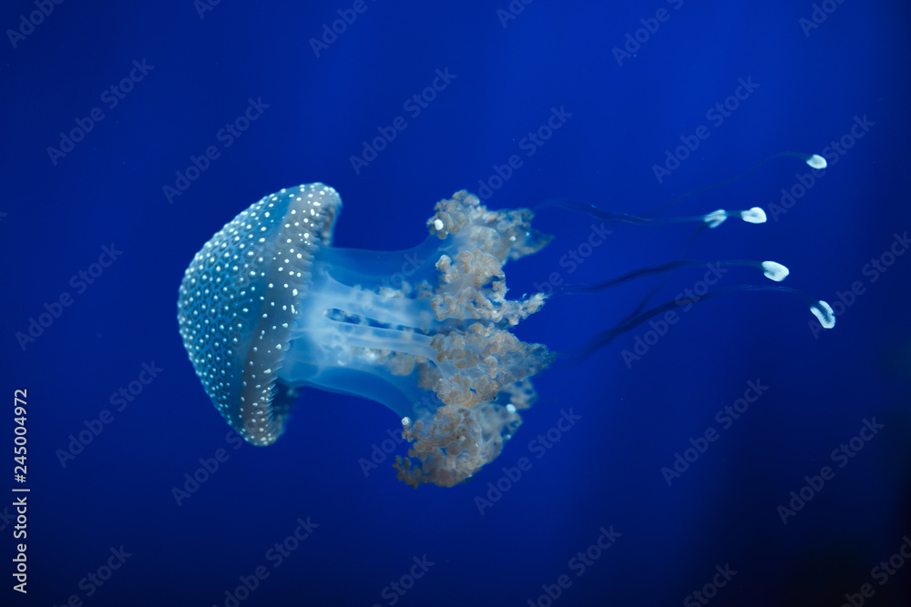 Canvas print White-spotted jellyfish (Phyllorhiza punctata ..., حجم الصورة 1000x667