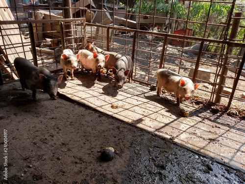 pigs in stable
