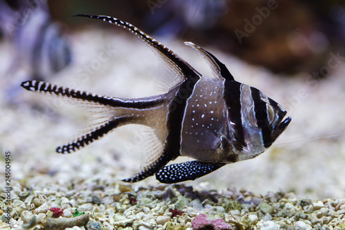 Banggai cardinalfish (Pterapogon kauderni). photo