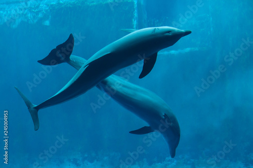 Common bottlenose dolphins (Tursiops truncatus).